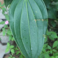 Medinilla multiflora Merr.